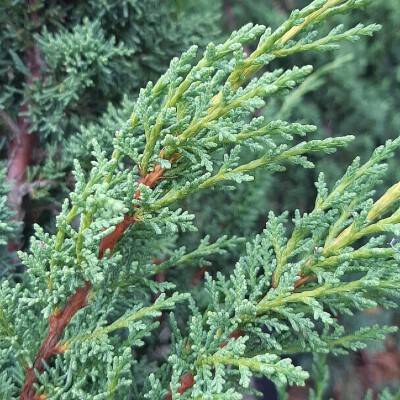 Juniperus chinensis 'Blaauw' (2)